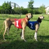 USA SET OF RACING SHIRTS FOR SIGHTHOUND BREEDS; SET OF NUMBERS 1-6