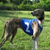 DG SET OF RACING SHIRTS FOR SIGHTHOUND BREEDS 2019